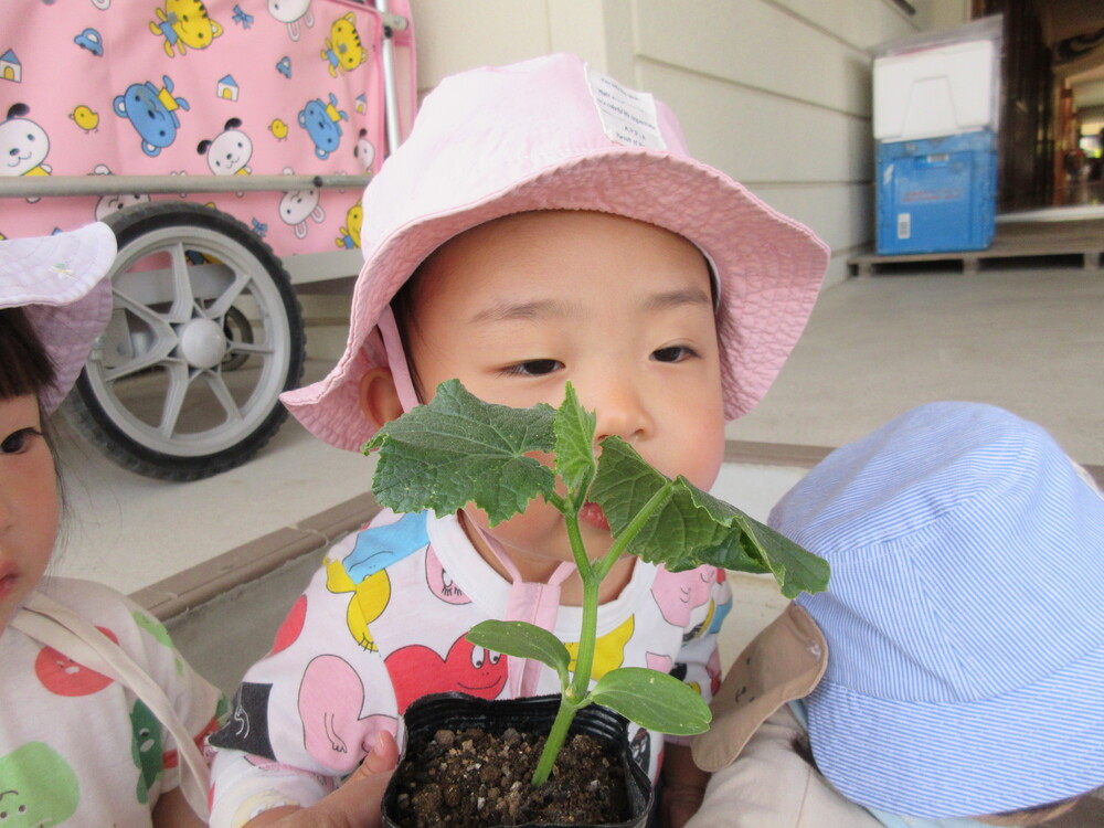 野菜の苗を植える様子