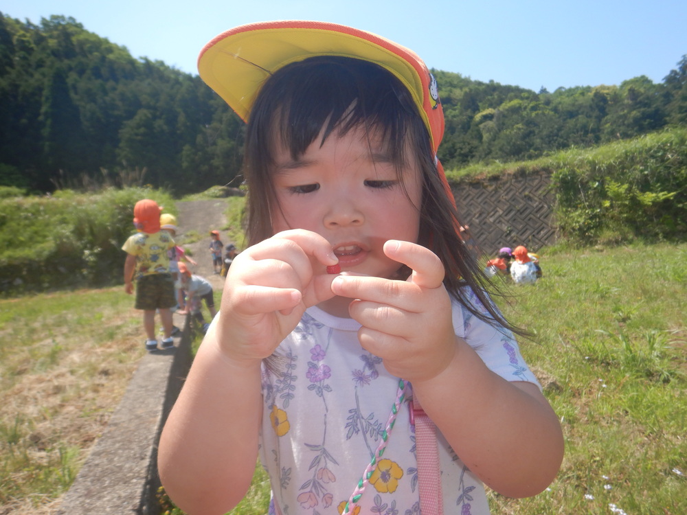 野イチゴを見つける