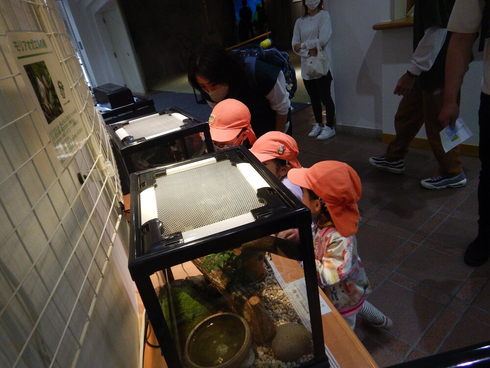 生き物を見る子ども