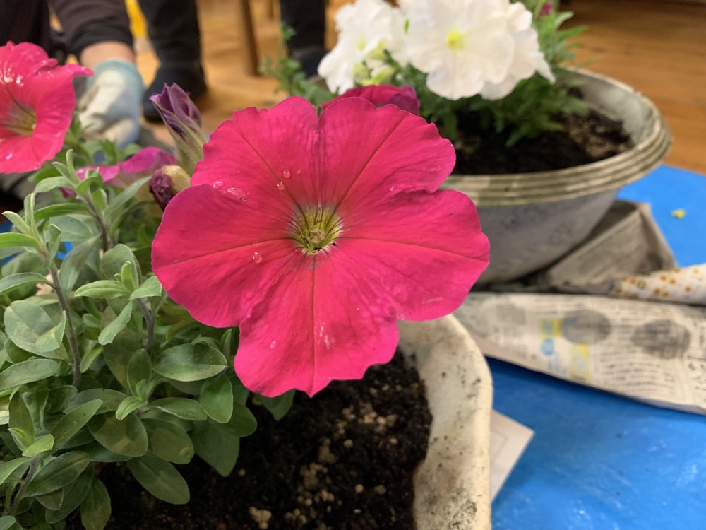 植え替え