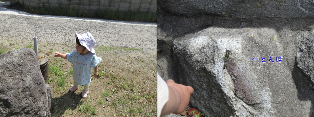 とんぼを見ている