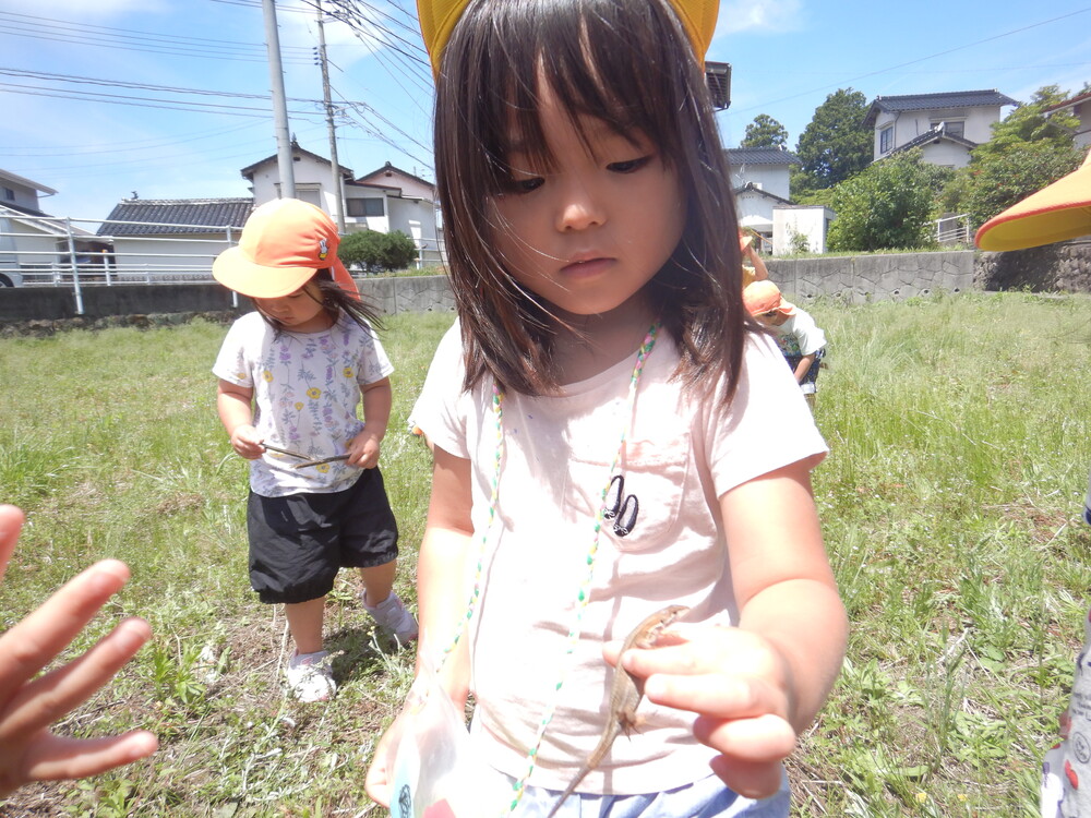 トカゲ