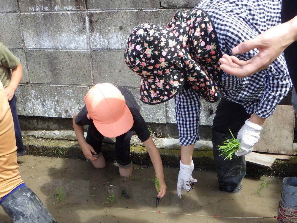 田植え