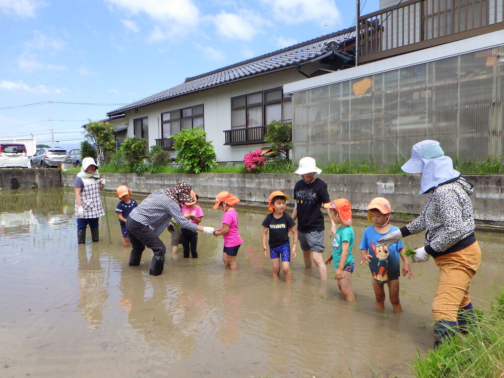 田植え