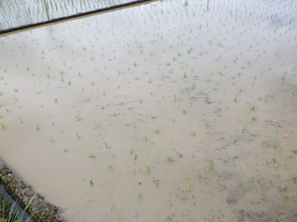 田植え