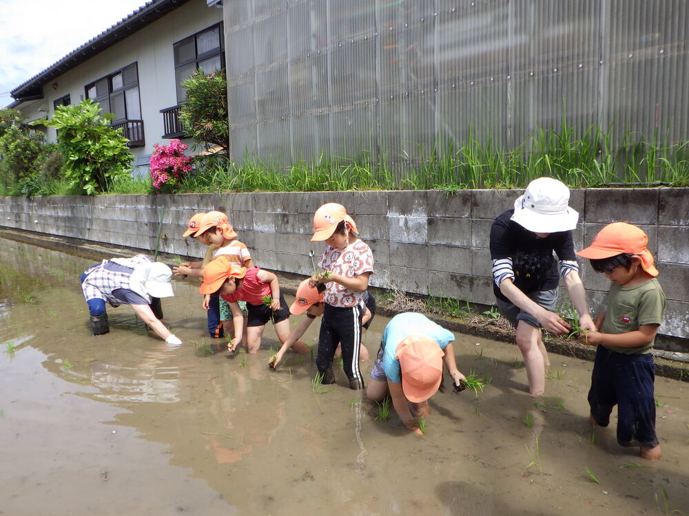 田植え