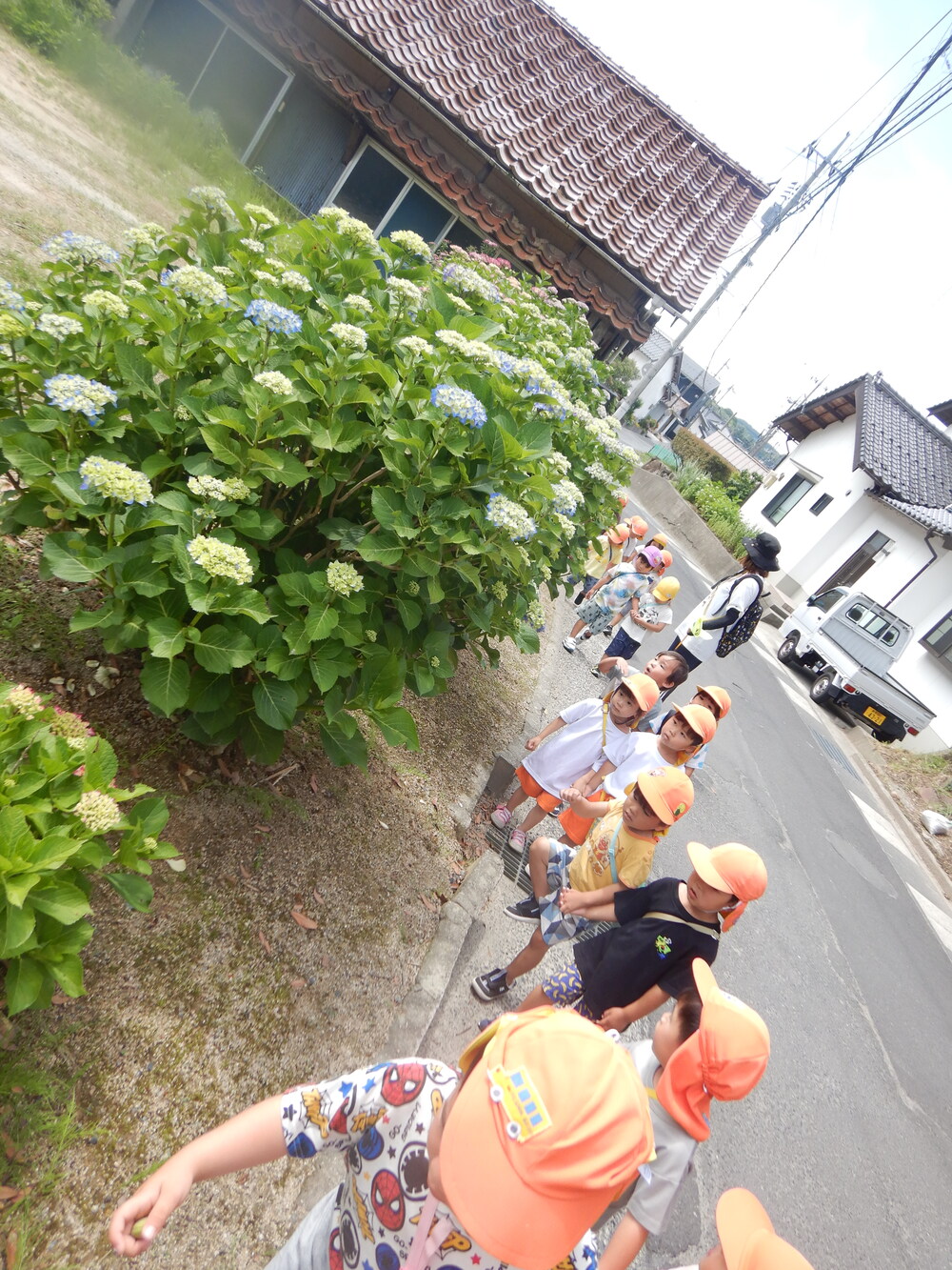紫陽花スポット