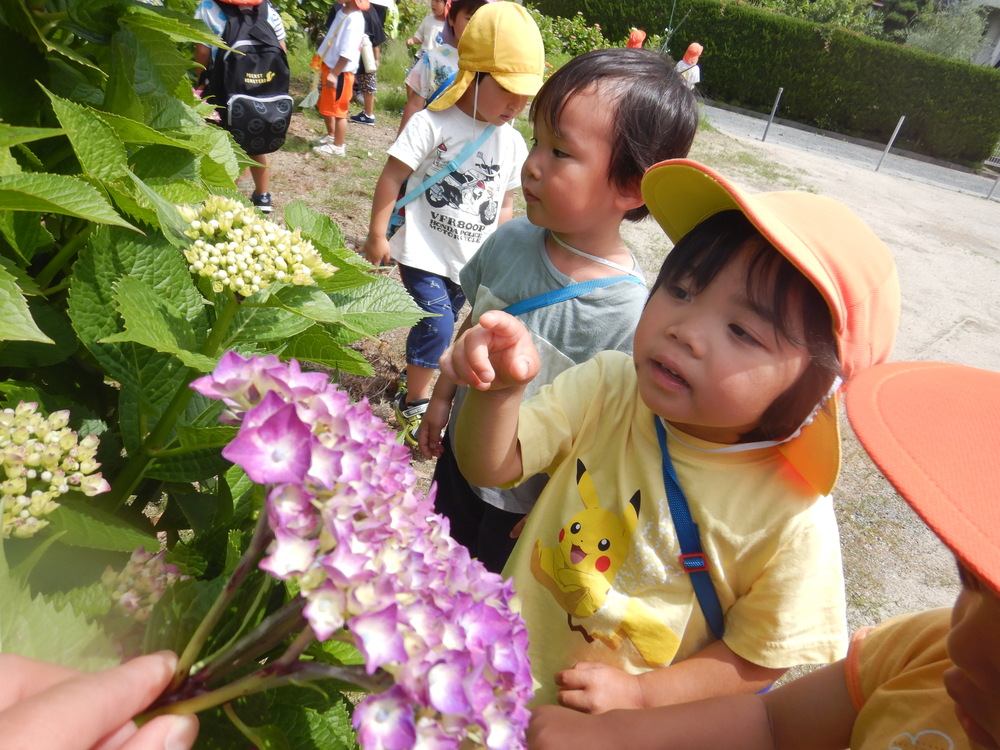 紫陽花