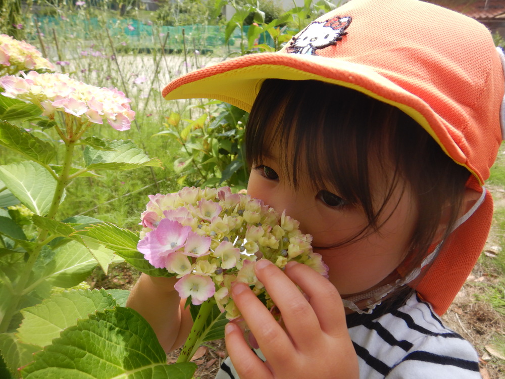 紫陽花