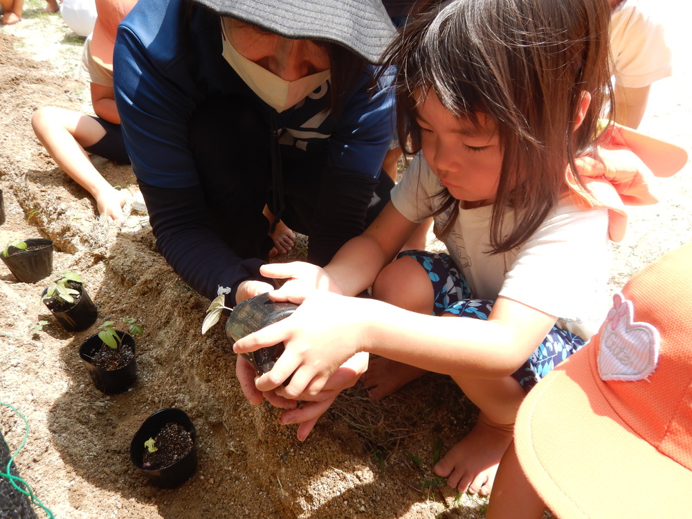 あさがおを植える２