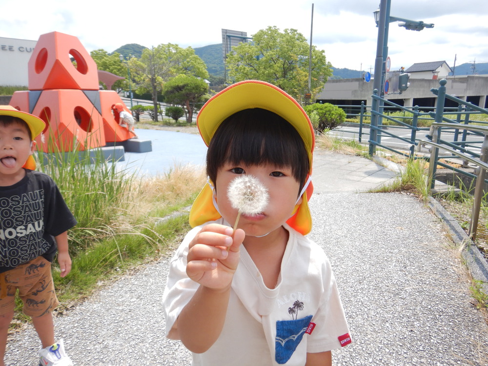 タンポポの綿毛を吹くお子の子