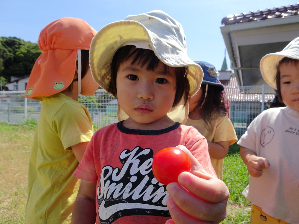 野菜の収穫 (4)