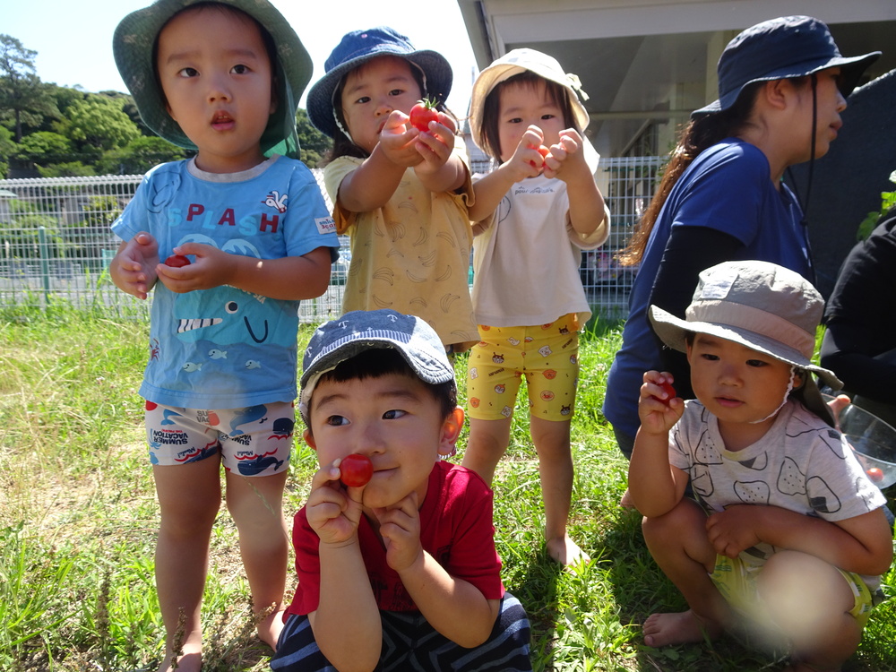 野菜の収穫 (3)