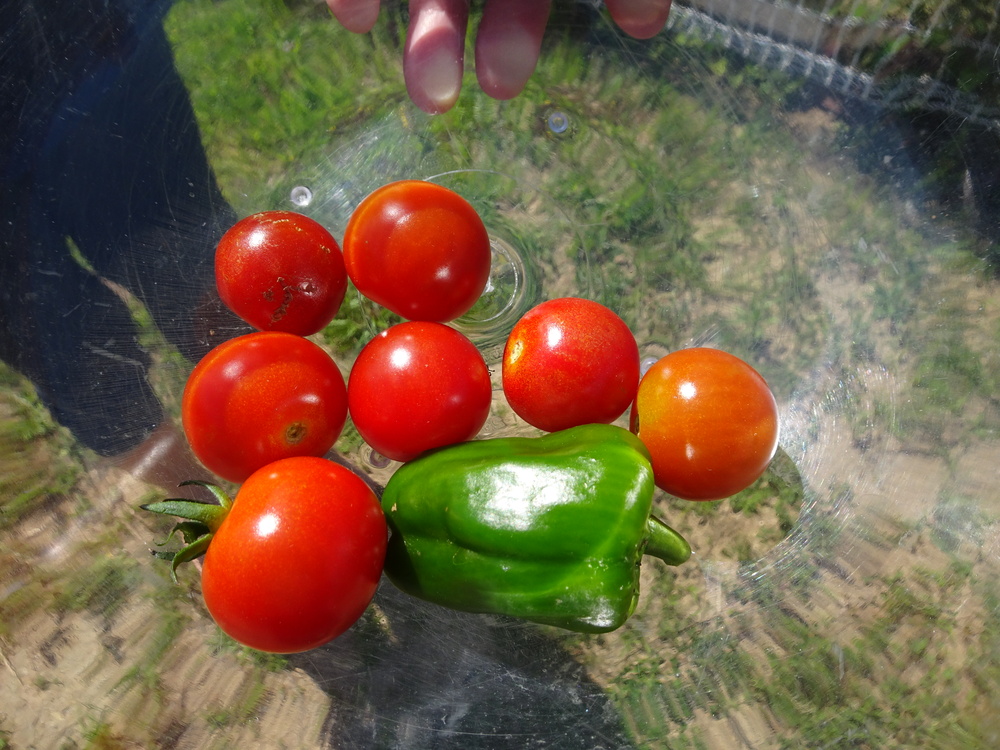 野菜の収穫 (2)