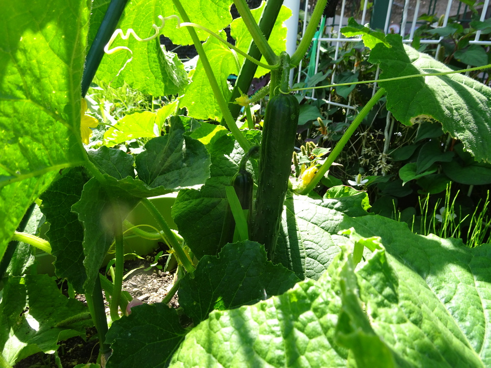 野菜の収穫 (1)