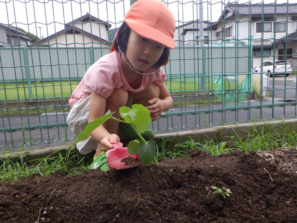 苗植え