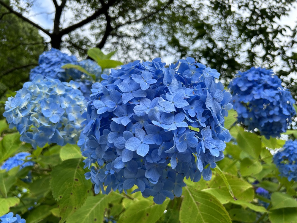 紫陽花