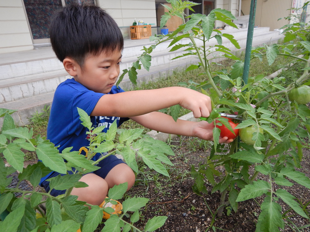 野菜の収穫