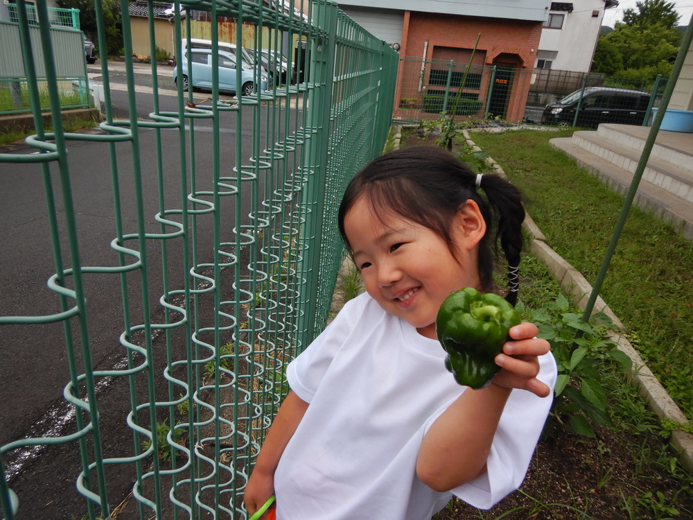 野菜の収穫