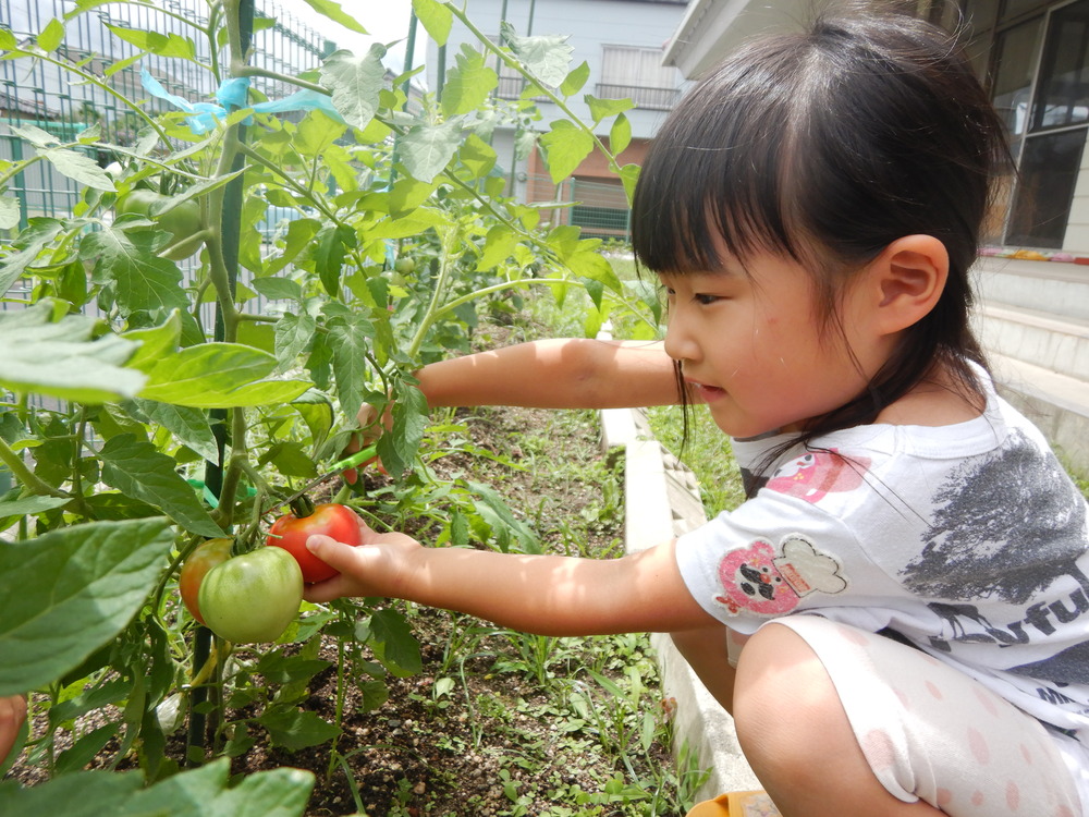 野菜の収穫