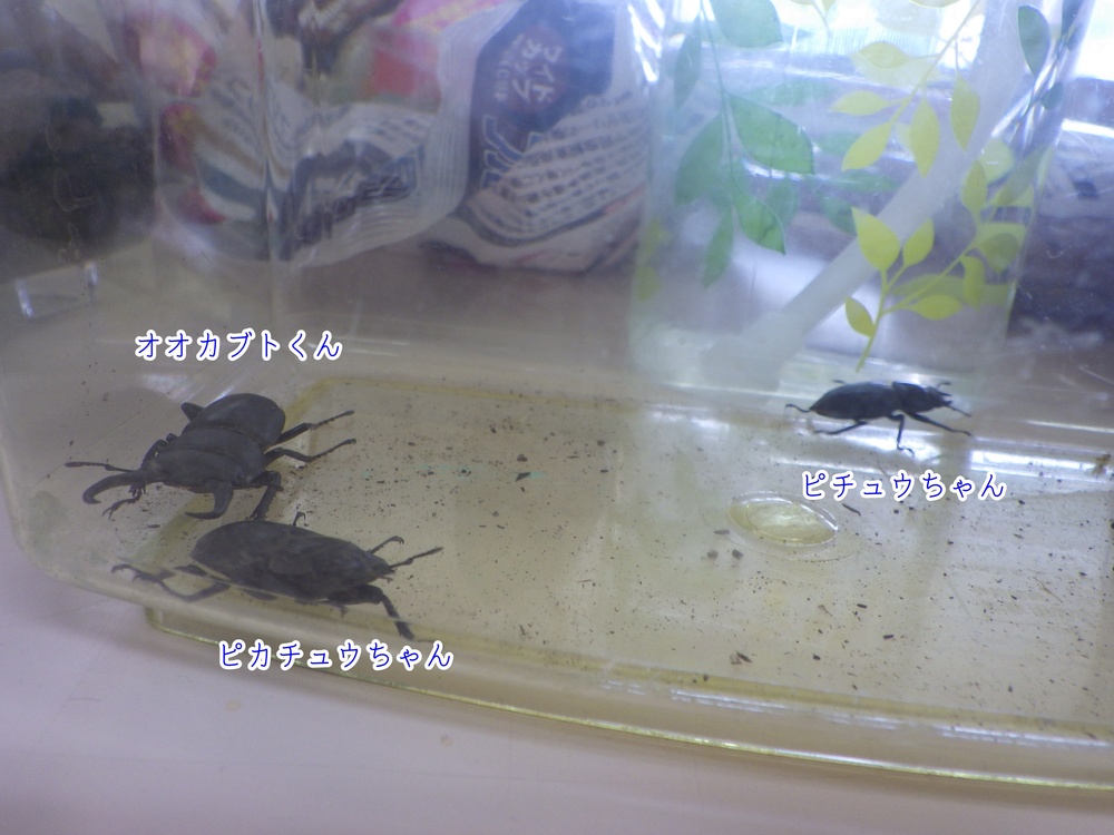 クワガタ