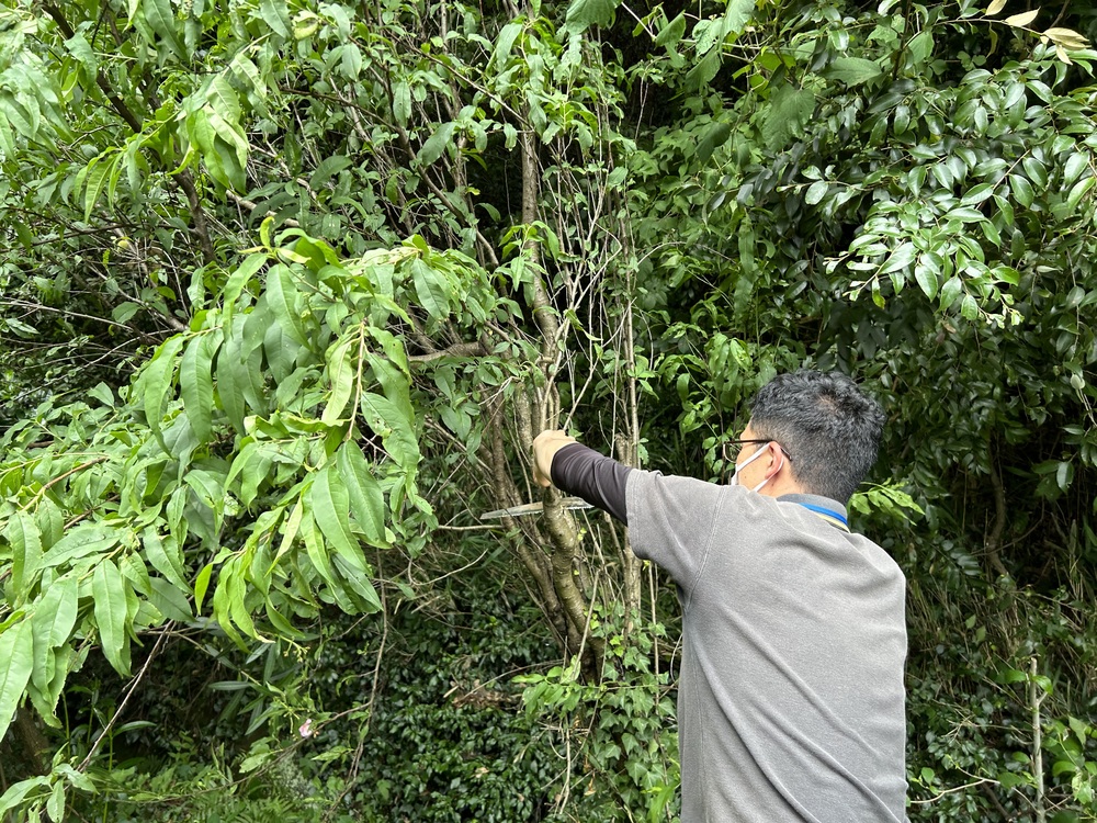 梅収穫