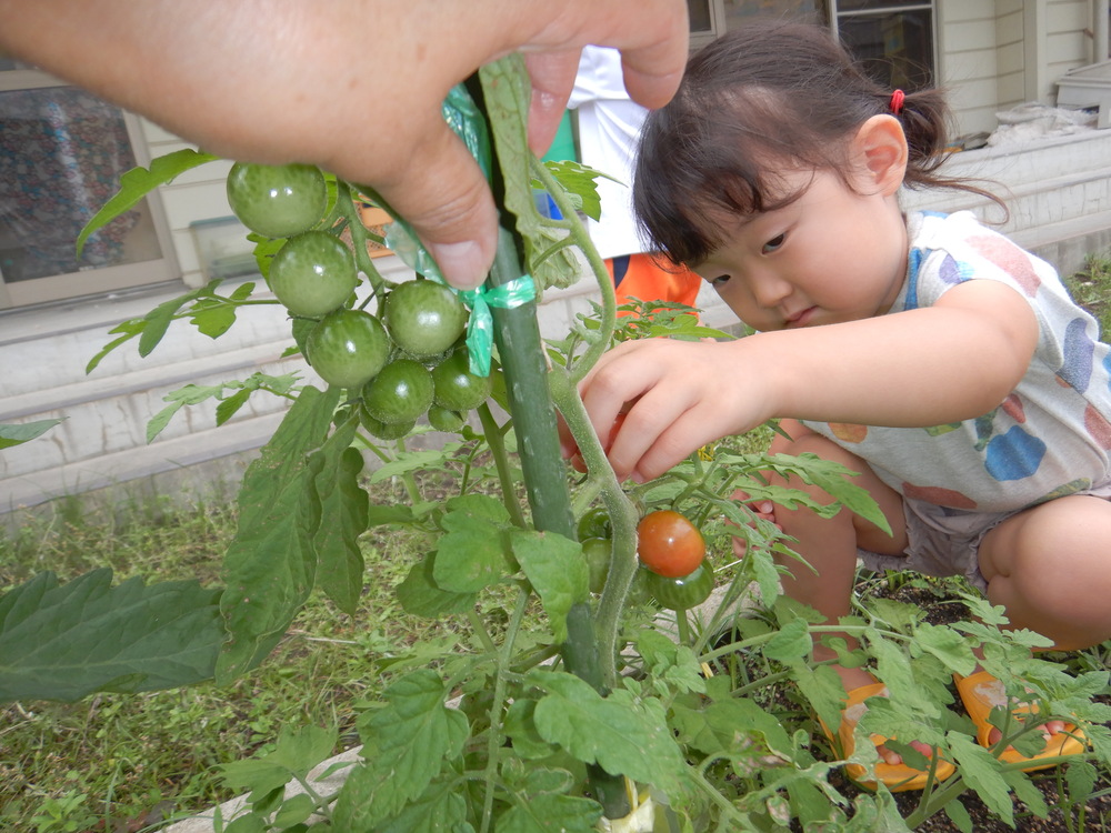 野菜の収穫