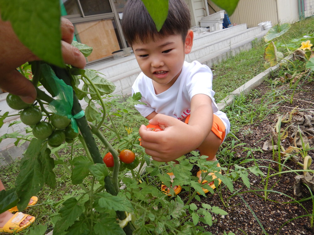 野菜の収穫