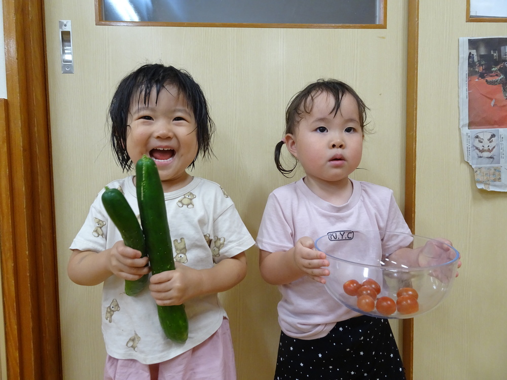 野菜の収穫
