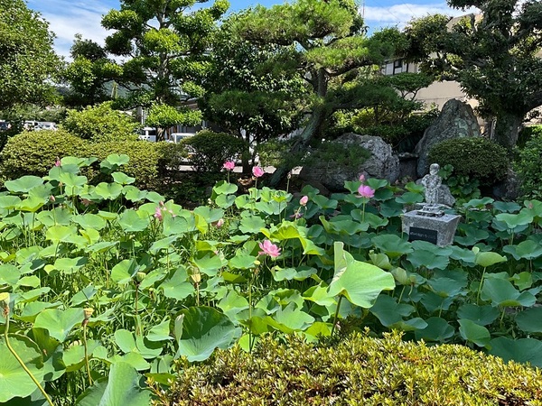 ハスの花