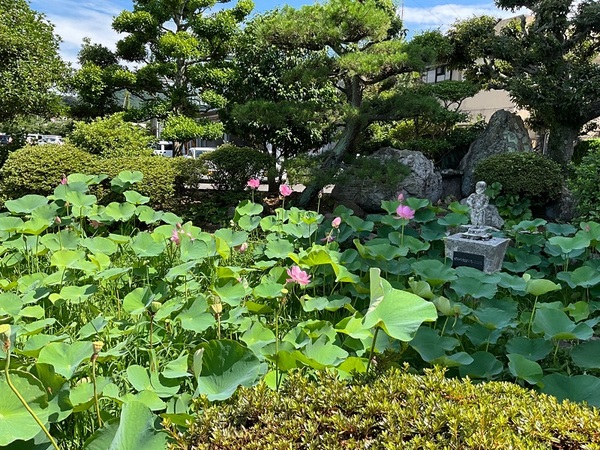 ハスの花