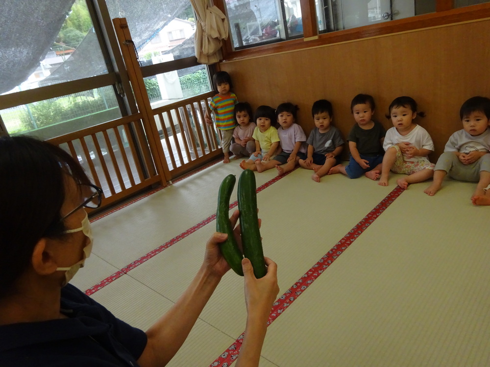 きゅうりの観察をする子ども (2)