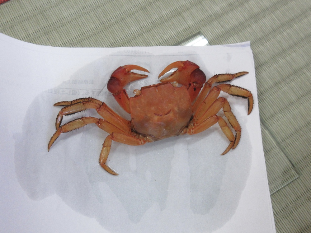 カニの殻