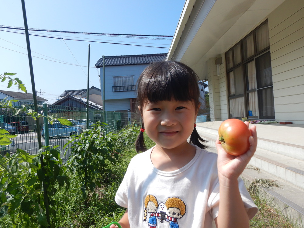 トマトの収穫
