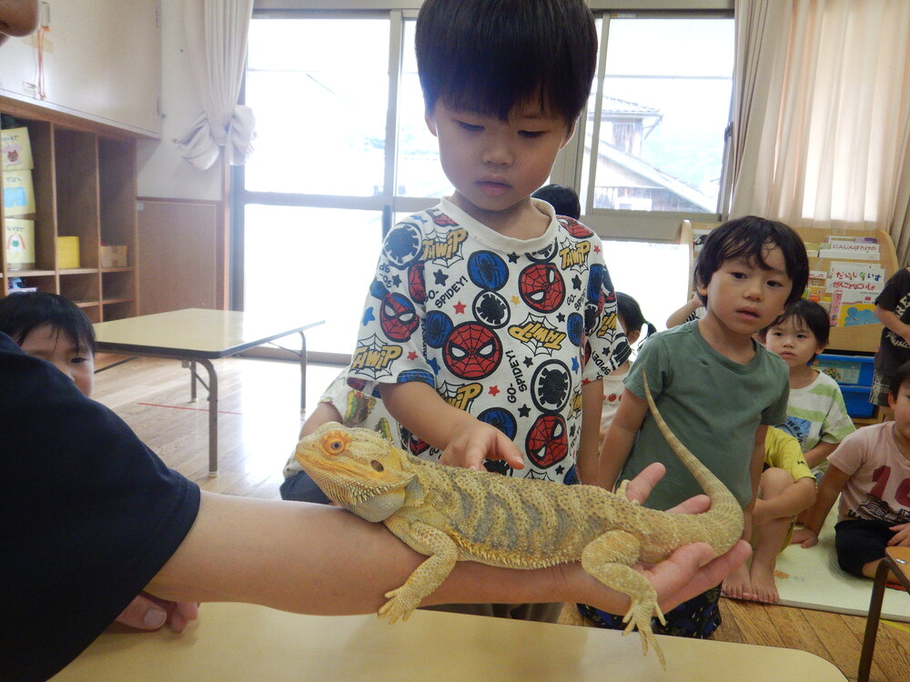 トカゲを触る