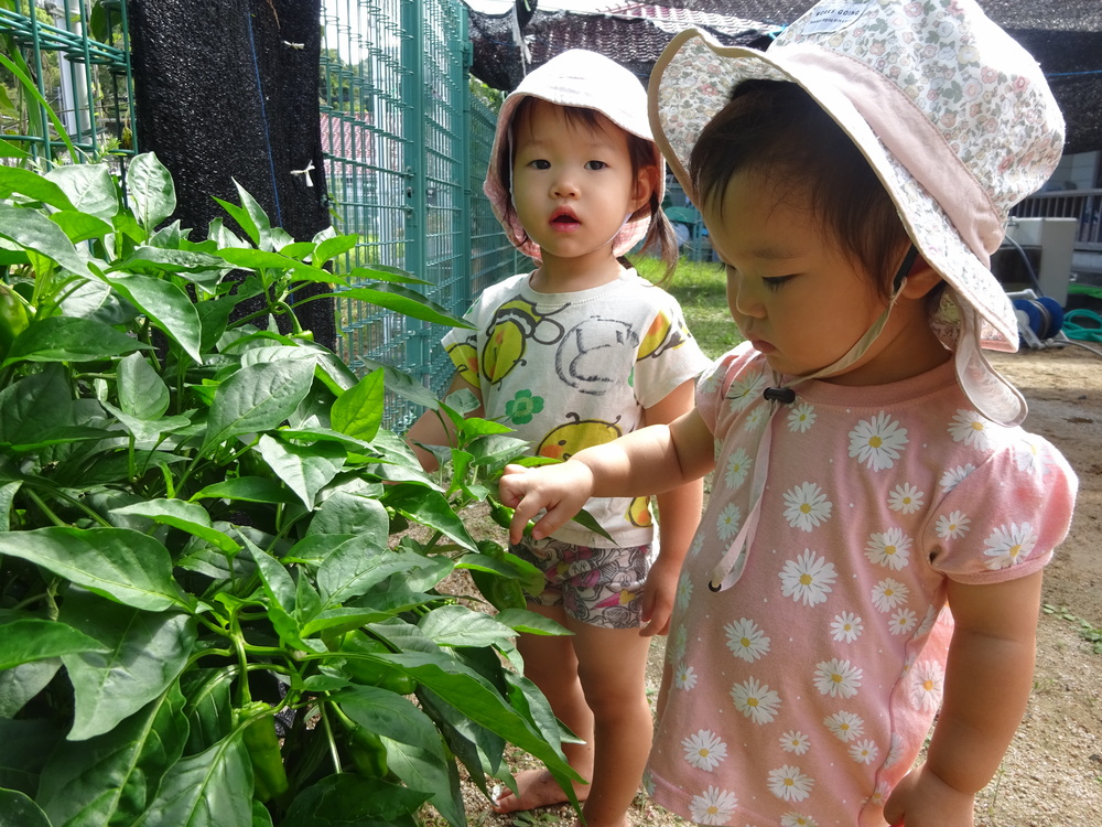 ピーマンを見ている子どもたち
