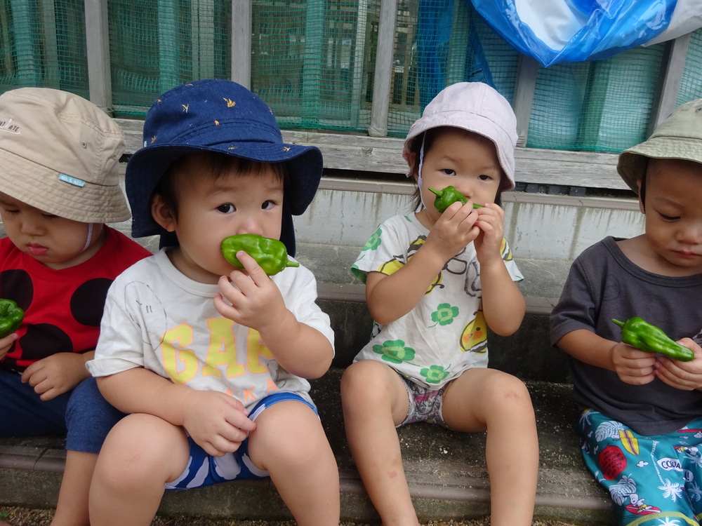 ピーマンの匂いを嗅いでいる子ども (2)