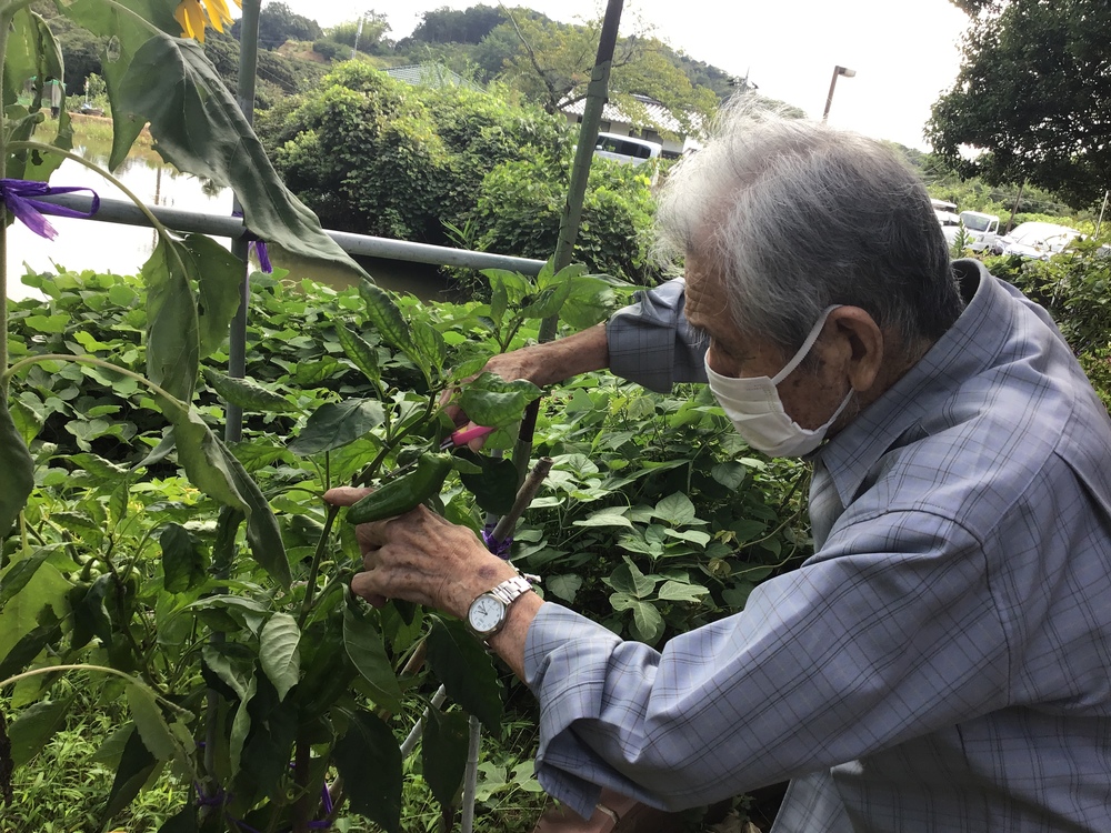 野菜