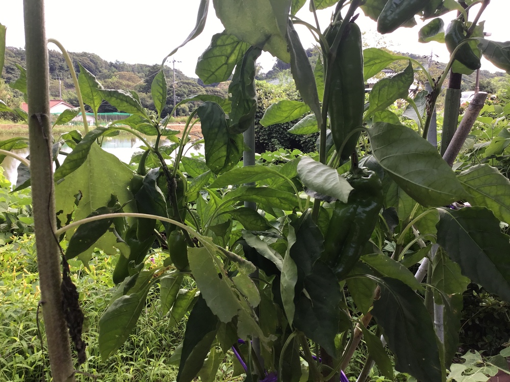 野菜