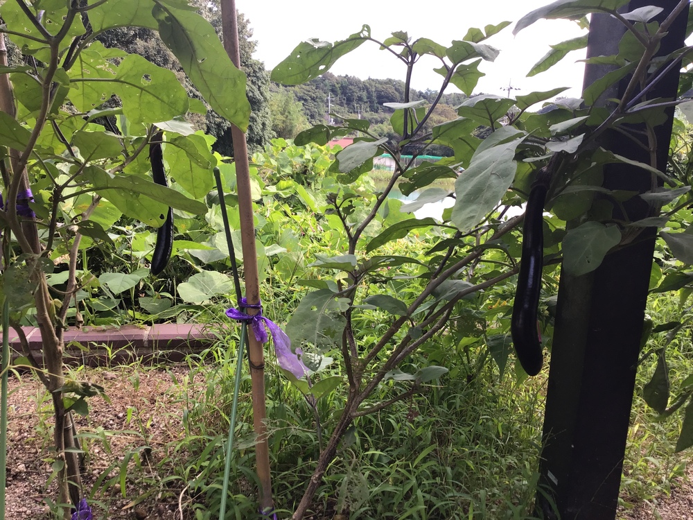 野菜