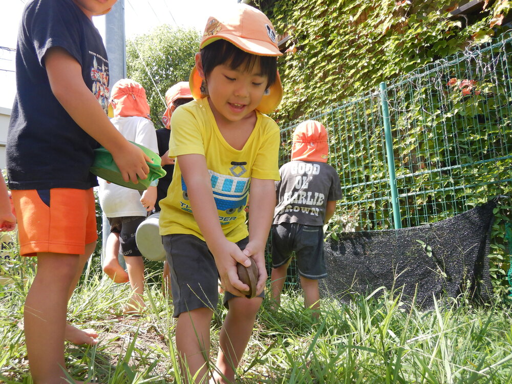 バッタを捕まえようとしている