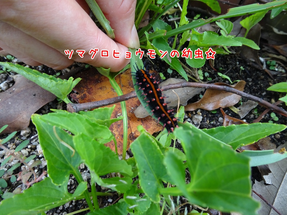 ポストin (29)