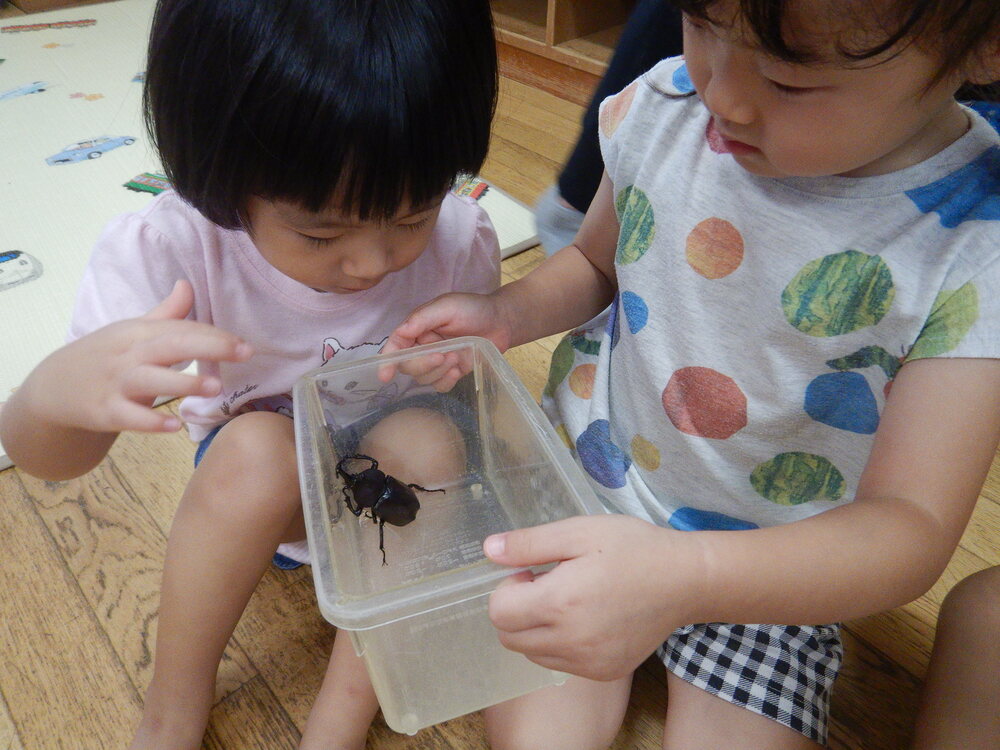 カブトムシ観察