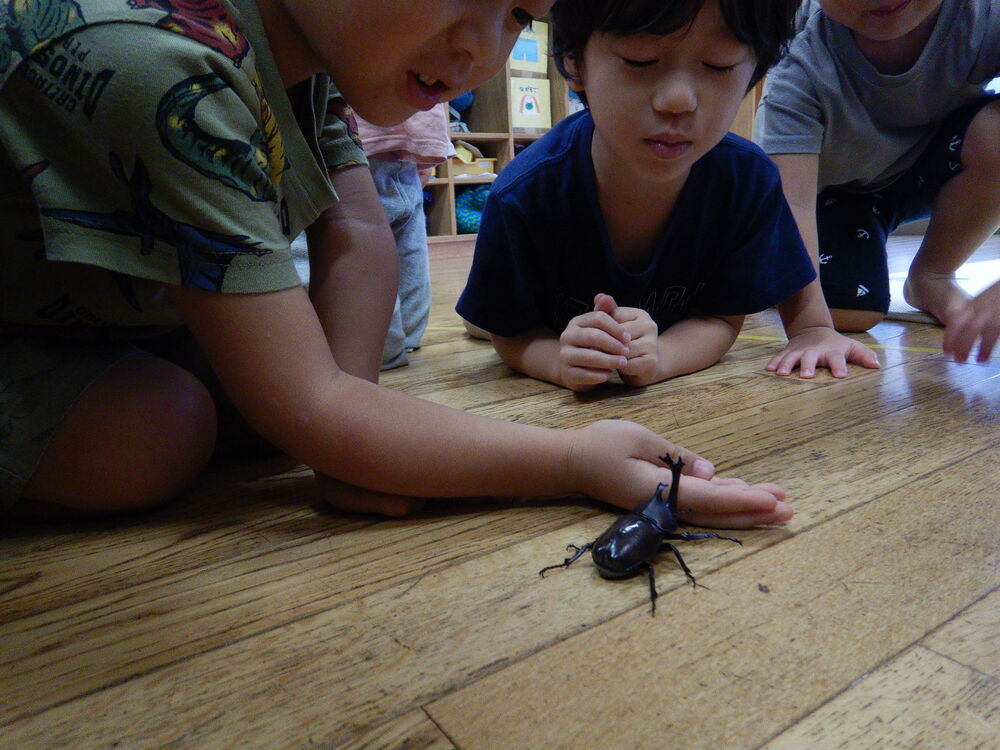 カブトムシ観察