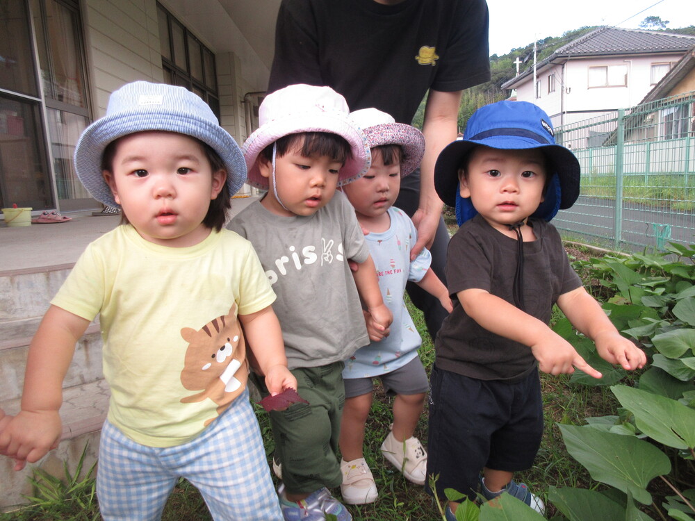さつま芋の葉を見ている