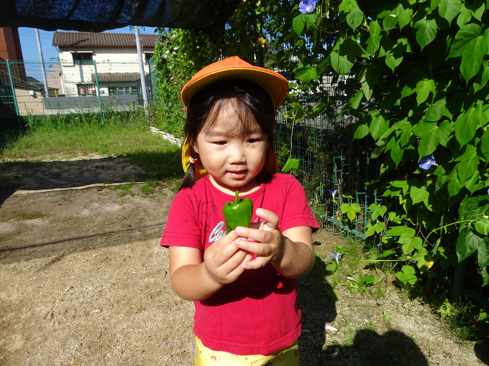 ピーマンの収穫 (3)