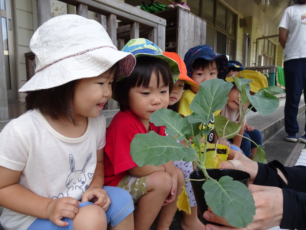 野菜の苗植え (2)