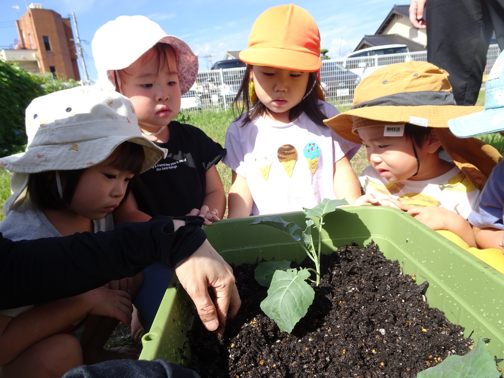 野菜の苗植え (8)