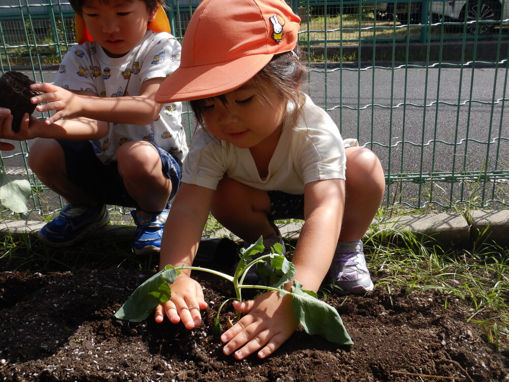 ブロッコリーを植える