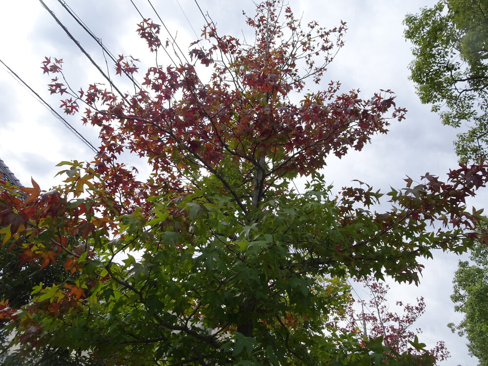 紅葉